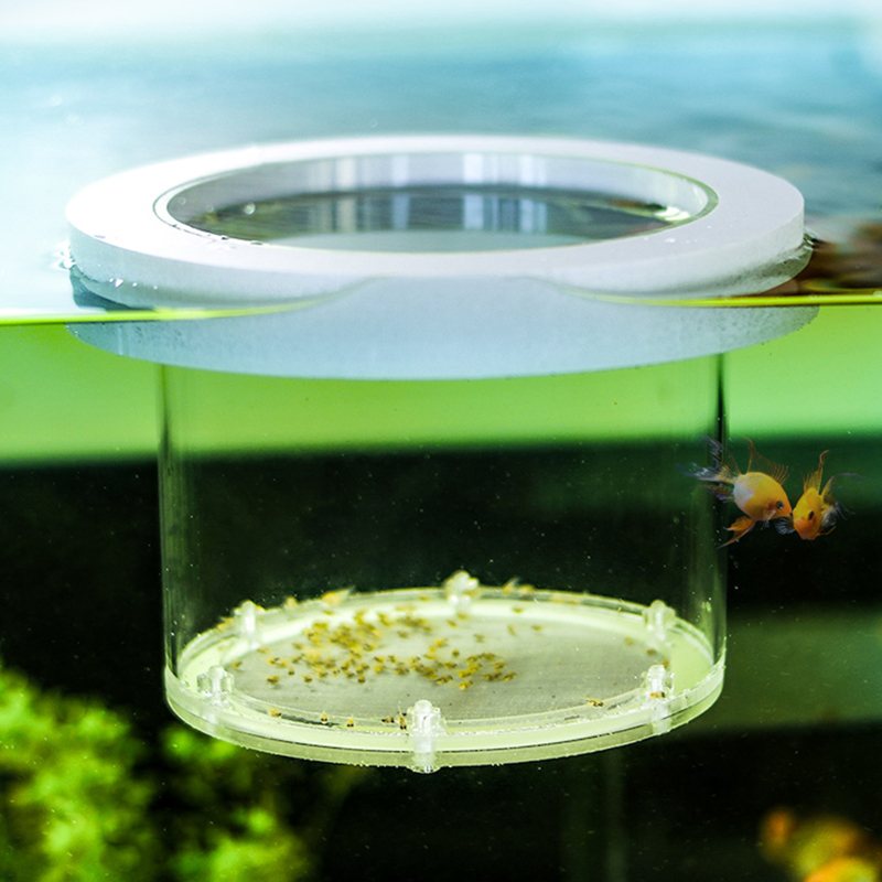 Caja de aislamiento de cría de - Box Fish In Aquarium reseña y precio