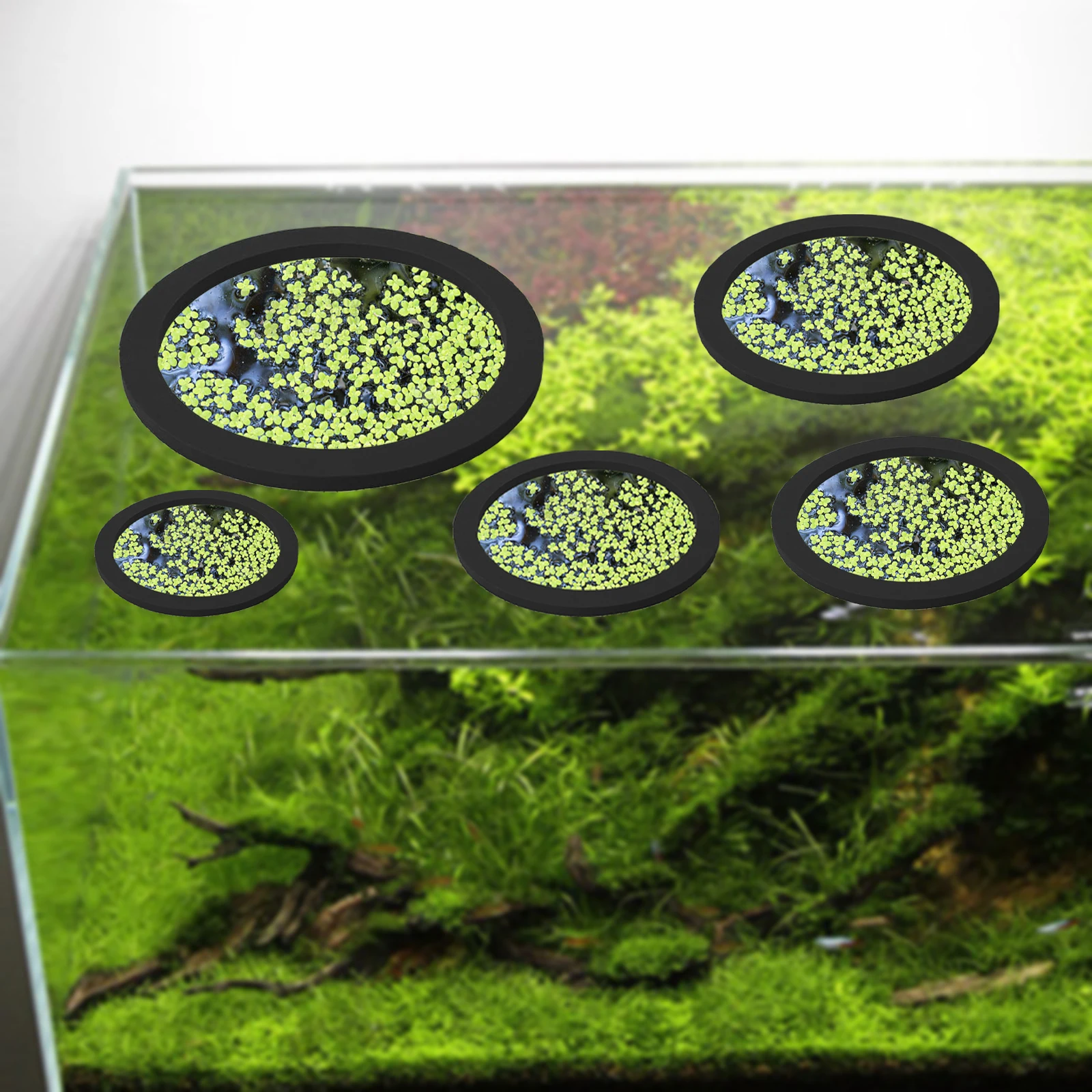 5 uds EVA anillo de alimentaci - Aquarium Fish Store reseña y precio