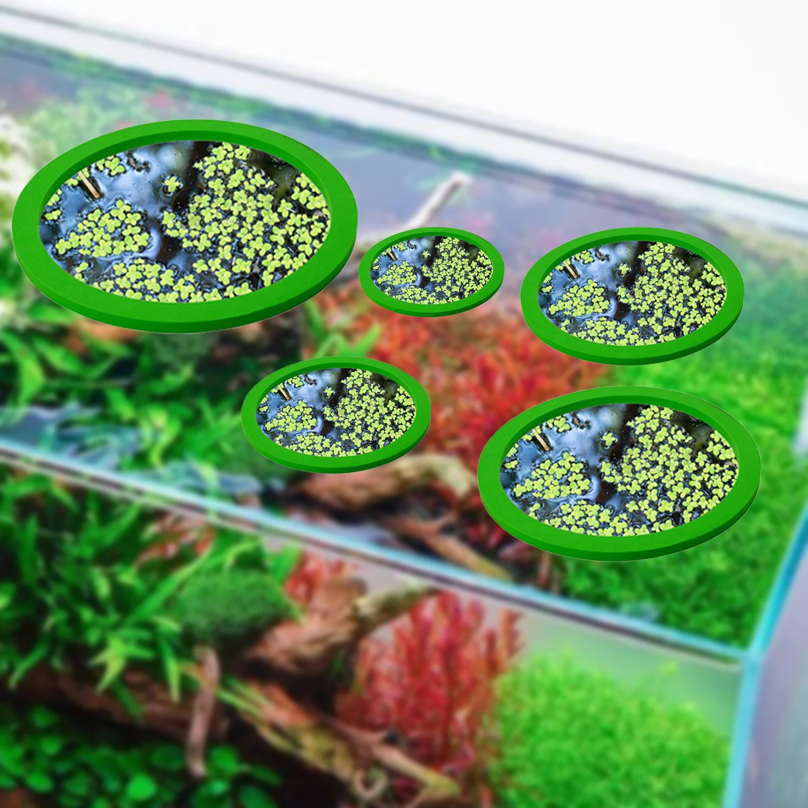 5 uds EVA anillo de alimentaci - Aquarium Fish Store reseña y precio