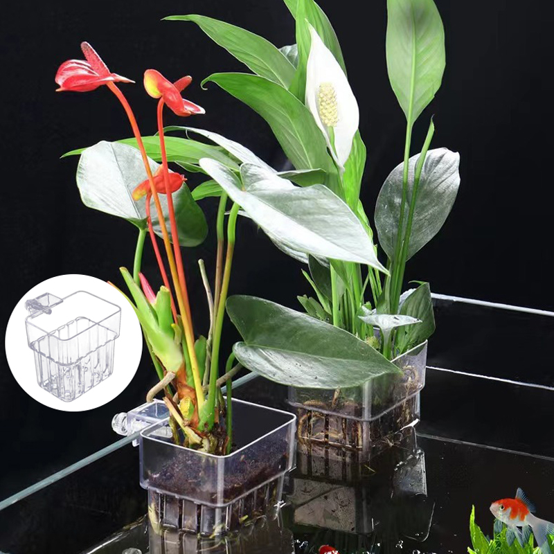 Taza de plantación de hierba d - Box Fish In Aquarium reseña y precio