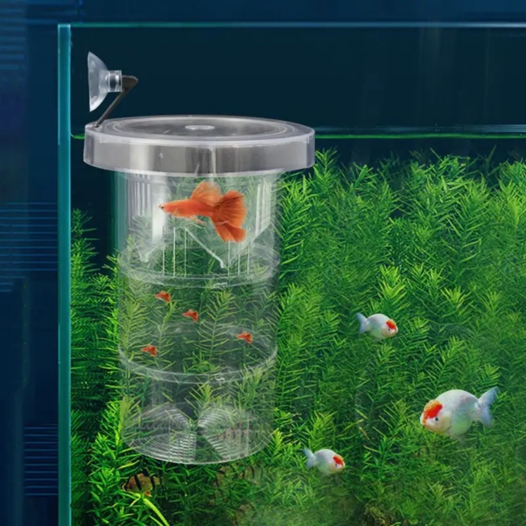 Caja de aislamiento flotante d - Box Fish In Aquarium reseña y precio